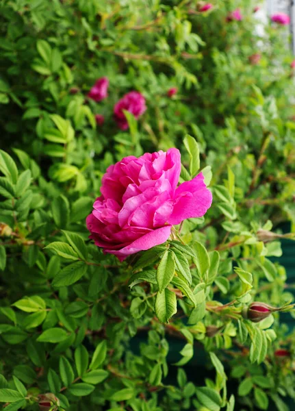 Różowy Kwiat Rugosa Róża Hybryda Tle Jasnozielonych Liści — Zdjęcie stockowe