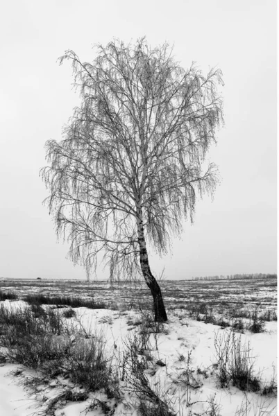 Zwart Wit Afbeelding Van Een Eenzame Berkenboom Een Besneeuwd Veld — Stockfoto