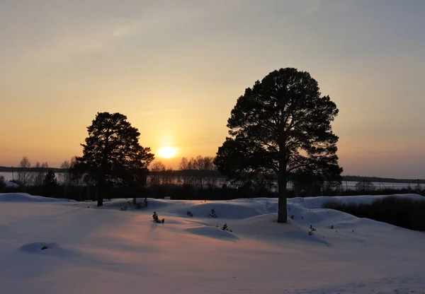 Zonsondergang Winter Achtergrond Van Sneeuw Twee Dennen Met Uitzicht Het — Stockfoto