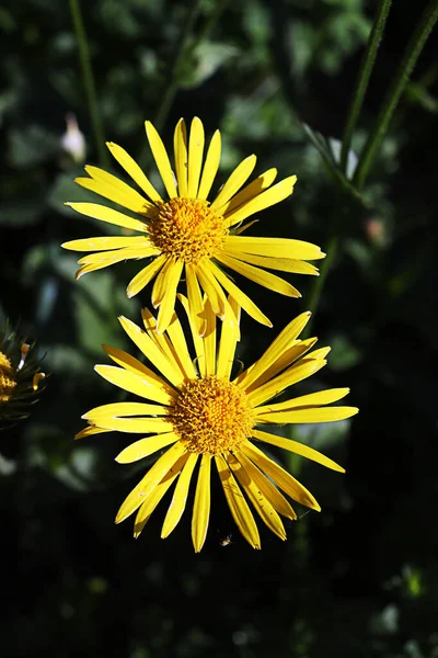 Flores Amarillas Sobre Fondo Verde Borroso Jardín Verano — Foto de Stock