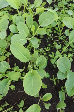 Bahçe yatağında lahana fideleri yetişiyor.