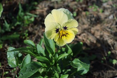 Parlak güneşli bir günde yeşil bitkilerin arka planına karşı Viola üç renkli çiçek (Latince adı Viola tricolor)