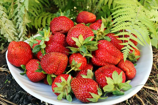 Fresas Plato Blanco Sobre Fondo Hojas Helecho — Foto de Stock