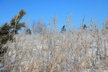 Mavi gökyüzüne karşı kuru çimenler ve çam dalları
