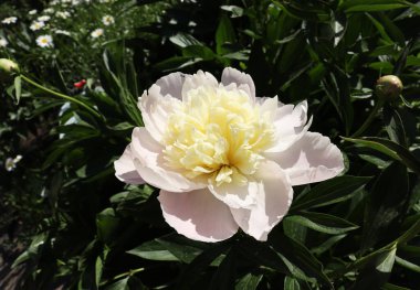 Parlak güneşli bir günde yeşil arka planda şakayık çiçekleri