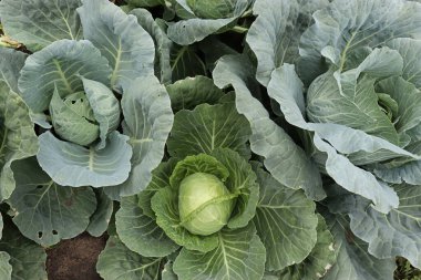 Bahçede farklı türde lahana yetiştiriyorlar.