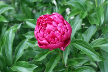 Bahçedeki parlak yeşilliğin arka planında kırmızı şakayık çiçeği