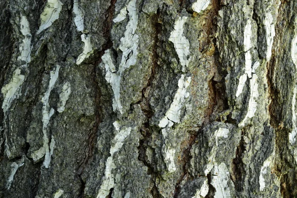 覆满苔藓的老桦树树皮的质地 — 图库照片