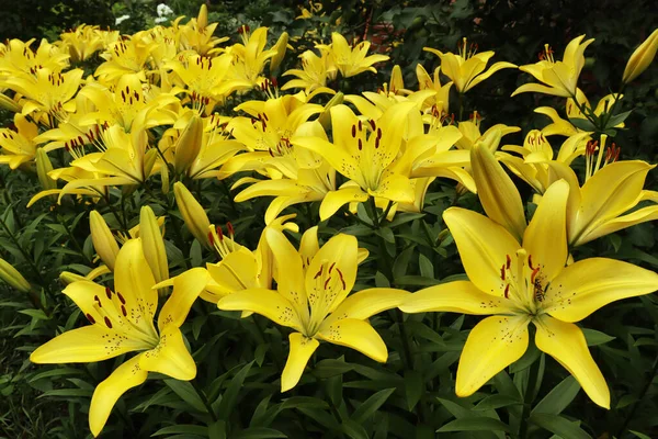 夏の晴れた日に庭に黄色のユリが咲き — ストック写真