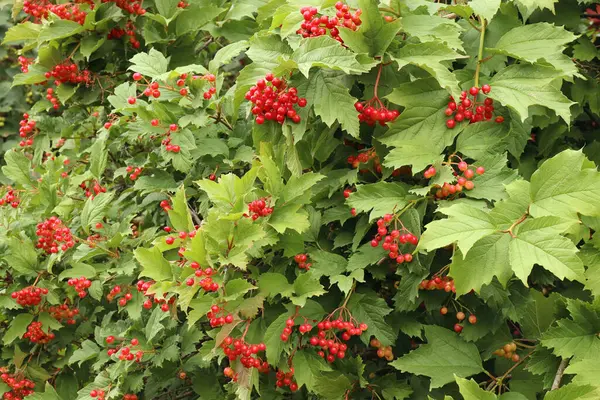 Viburnum Arbusto Con Bayas Color Rojo Brillante Sobre Fondo Follaje — Foto de Stock