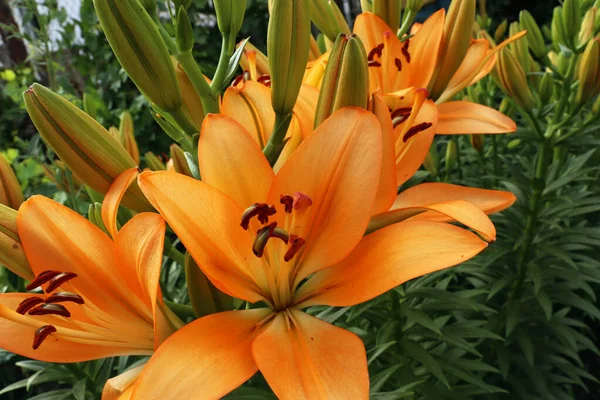 Bright Orange Flowers Green Lily Buds Orange Lily Flower Long — Stock Photo, Image