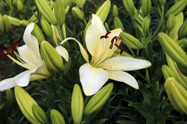 Fotó Virágzó Fehér Liliomok Nem Fújt Rügyek Egy Nyári Kertben — Stock Fotó