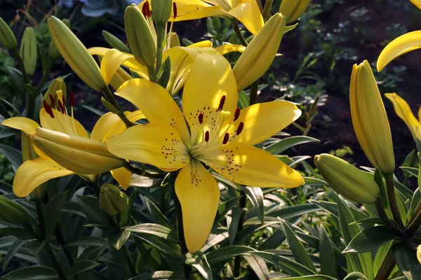 黄色のユリの花びらに光が差し込みます 夏の庭の優雅な黄色のユリ — ストック写真