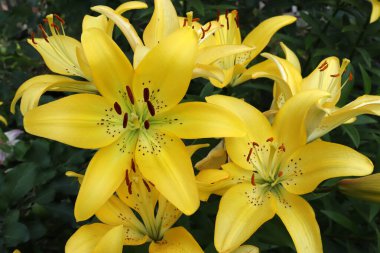 Sarı zambak çiçeğine yaklaş. Hemerocallis ayrıca Limon Zambağı, Sarı Zambak, Hemerocallis Flavası olarak da bilinir.. 