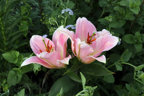 Сад Розовые Лилии Темно Зеленом Фоне Уличные Цветы — стоковое фото