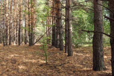 Güneşli bir yaz gününde bir çam ormanının fotoğrafı.