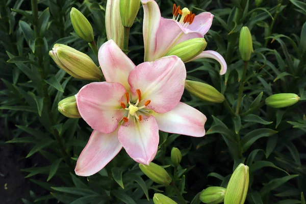 白ピンクのユリ 花やユリの芽 東洋のハイブリッド 庭の写真 — ストック写真