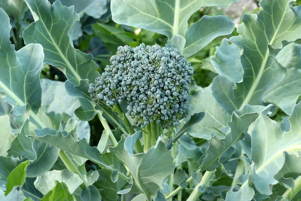 Bahçedeki yeşil yaprakların arka planında çiçek açmadan önce brokolili lahana resmi.