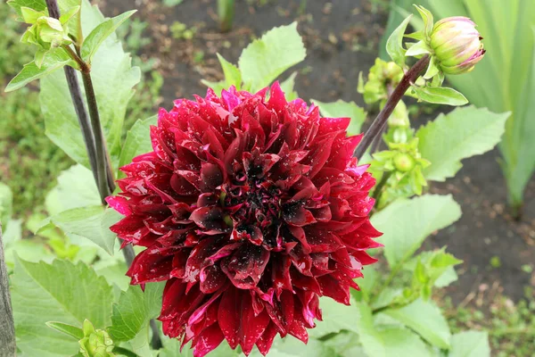 Dalia Roja Oscura Florece Jardín Durante Lluvia Gotas Lluvia Sobre — Foto de Stock