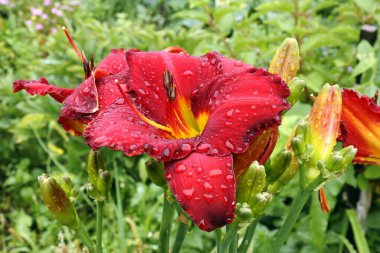 Yeşil çimenlerin üzerinde yağmur damlaları bulunan parlak kırmızı bir çiçek (Latin Hemerocallis) fotoğrafı. günlük tomurcuklar