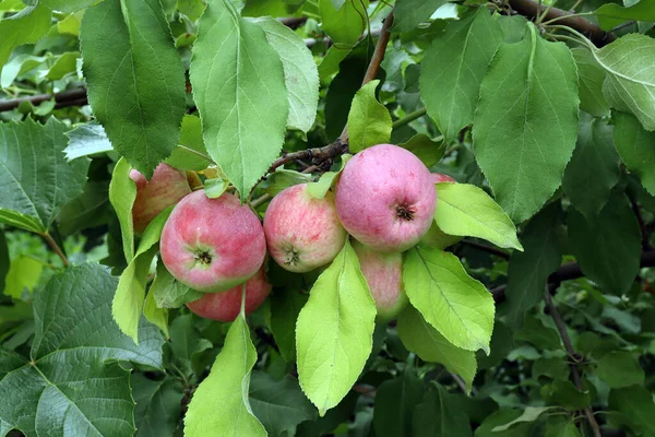 Foto Maçãs Maduras Pendurar Galho Árvore Jardim Contra Fundo Folhagem — Fotografia de Stock