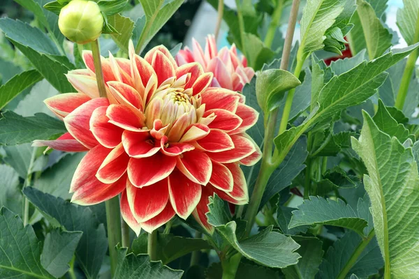 Zdjęcie Oryginalnego Dwukolorowego Kwiatu Dahlii Tle Zielonych Liści Naturalnym Świetle — Zdjęcie stockowe