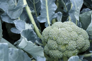 Brokoli lahanası bahçe yatağında şarkı söylüyor. diyet gıda konsepti
