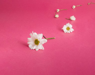 Gittikçe yaklaşan bir çiçeğin gelişimi. Yaratıcı kavram.