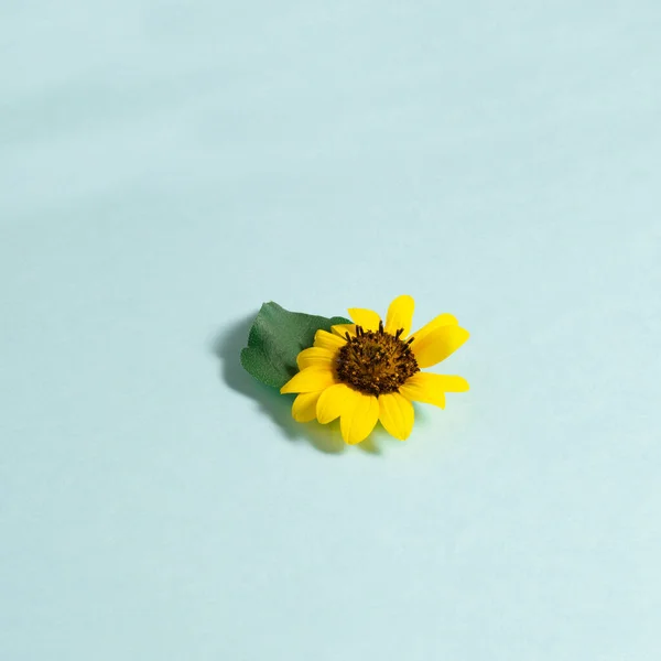 Słonecznik Liściem Środku Tła — Zdjęcie stockowe
