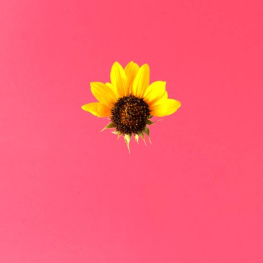 bir güneş gibi çiçek