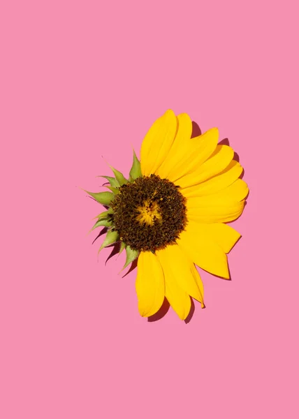 Подсолнух Розовом Ярком Фоне Солнечное Счастливое Чувство — стоковое фото