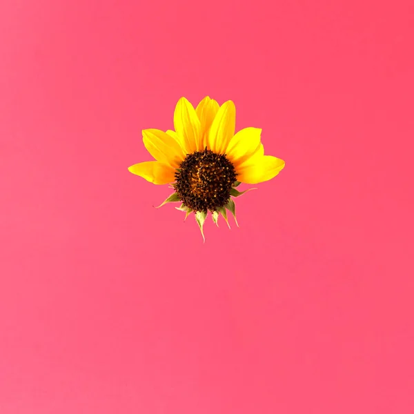 Kwiat Jak Słońce — Zdjęcie stockowe