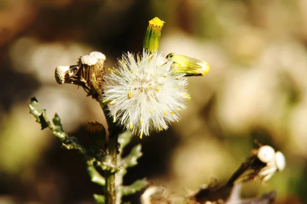 Macrofotografa Detalle Diente Len Plena Floracin — 图库照片