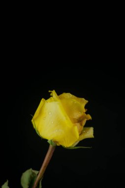 Stüdyo fotoğrafçılığında sarı gül