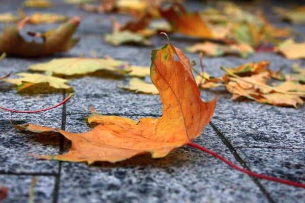 Bulanık yaprakların arkaplanındaki turuncu kuru bir yaprak parçasına odaklan. Gündüz vakti parkta yürü. Sonbahar atmosferi.