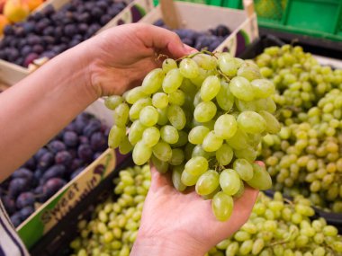 Beyaz üzüm dalını tutan eller. Kadın markette üzüm seçiyor. Sağlıklı doğal atıştırmalık.