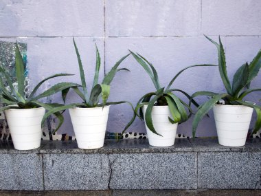 Aloe vera yeşil bitkiler arka planda gri beton duvar ve granit. Binanın ön cephesinin dekorasyonu.