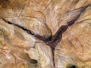 Doğal ahşap arka plan. Kaba doku.