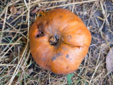 Çürük elmanın samanlıkta üst görüntüsü.