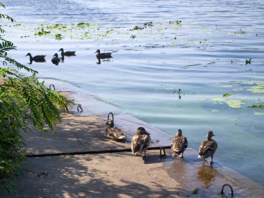 Nehir kenarındaki beton bir levhada dört vahşi ördek duruyor, dört ördek suda yüzüyor. Şehir ortamında doğa.