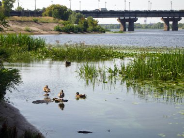 Vahşi ördekler şehir nehrinde yüzerler. Uzakta arabalı büyük bir köprü var..