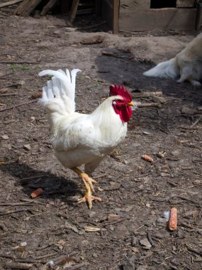 Arka bahçede yerde kırmızı püsküllü büyük beyaz bir horoz yürüyor. Mısır salıncakları yerde görülebilir. Özel bir çiftlikte kümes hayvanları.