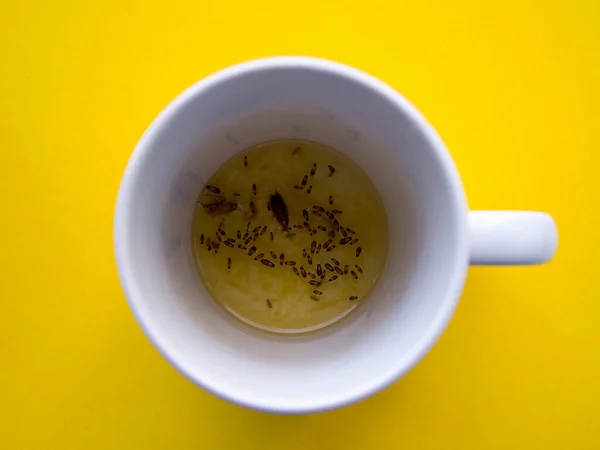 Muchas Cucarachas Muertas Una Taza Blanca Con Limón Sobre Fondo —  Fotos de Stock