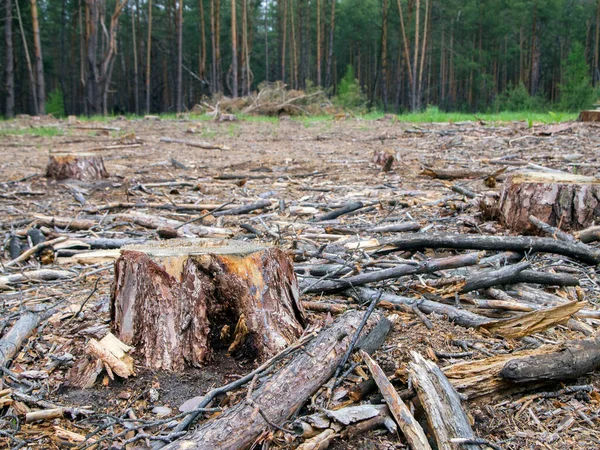 Kesilmiş ağaçlarla kasvetli bir ormanlık. Damlalar ve yerde kuru çam dalları. Bir çam ormanının yasadışı tahrip edilmesi.