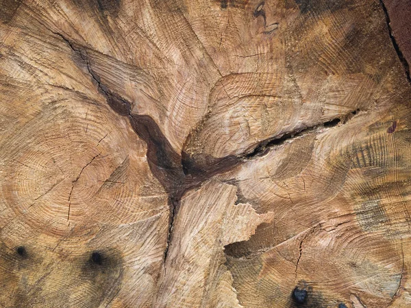 Yaşlı bir ağacın bir parçası. Soyut ahşap arka plan. Sert yüzey çatlaklarla kaplı..