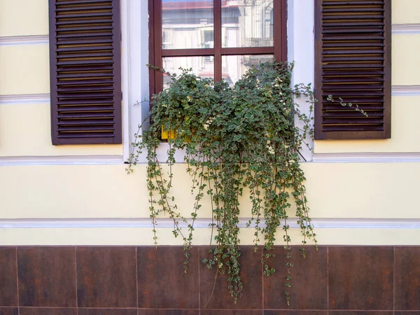 Kapalı pencere sarı dikdörtgen bir tencerede bir ampel bitkiyle süslenmiş. Kahverengi ahşap panjurlar açık. Eski sarı bir binanın ön cephesinin bir parçası.
