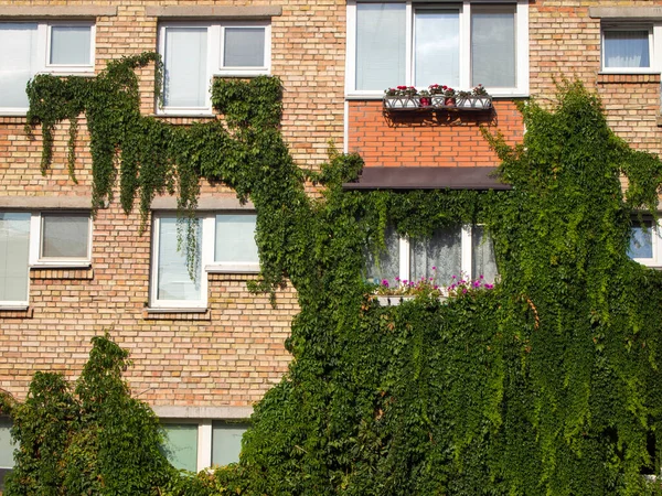 Modern plastik pencereli eski bir tuğla binanın duvarı yabani üzüm ya da sarmaşık ile kaplıdır. Evin üzerine bitki dokudum..