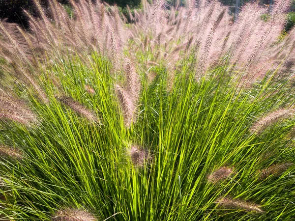 Çayırdaki yumuşak, yenilemez çivili çiviler. Uzun dekoratif yabani otlar..