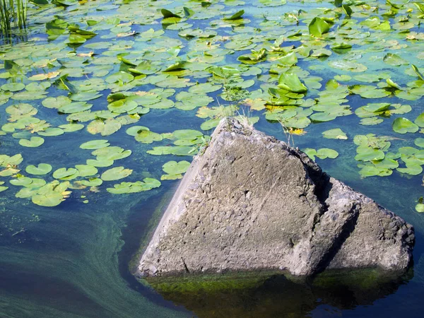 Stor Sten Floden Vatten Täckt Med Löv Näckrosor Och Anka — Stockfoto