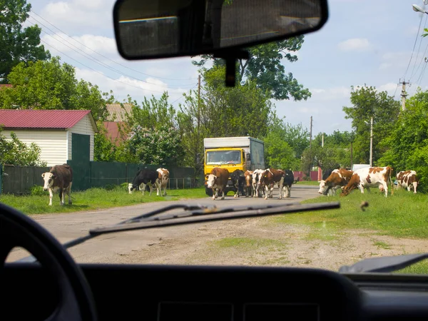 소떼가 있었다 트럭은 운전을 마을에 뒷좌석에서 바라본 — 스톡 사진